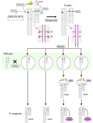 Crossing a CRISPR/Cas9 transgenic tomato plant with a wild-type plant yields diverse mutations in the F1 progeny